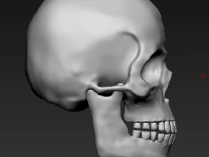 Skull 3D Model
