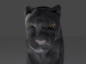 Pantera 3D 模型