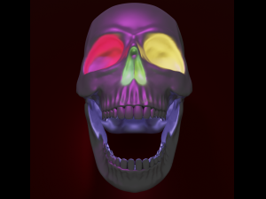 Skull sculpt 3D Model