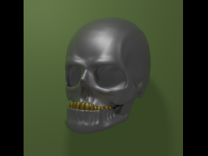 Skull sculpt 3D Model