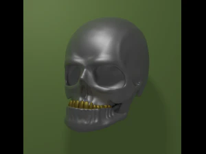 Skull sculpt 3D Model