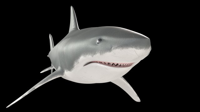 White shark 3D Model .c4d .max .obj .3ds .fbx .stl .blend 