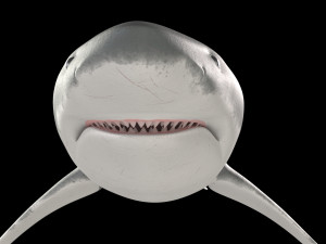 White shark 3D Model