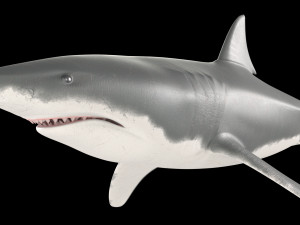 White shark 3D Model