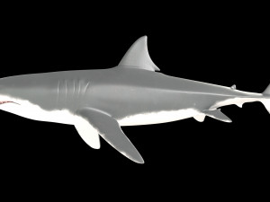 White shark 3D Model