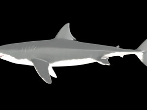 White shark 3D Model