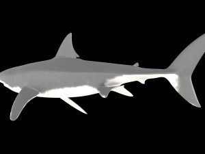 White shark 3D Model