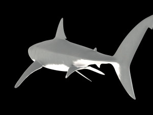 White shark 3D Model