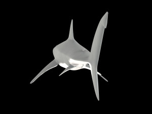 White shark 3D Model