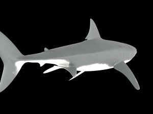 White shark 3D Model