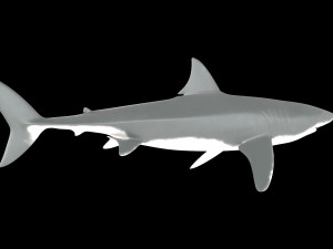 White shark 3D Model