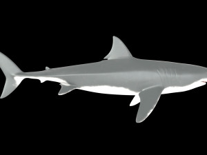 White shark 3D Model
