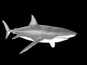 White shark 3D Model