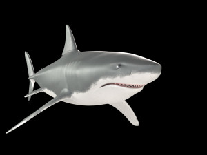 White shark 3D Model