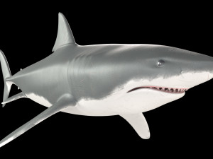 White shark 3D Model