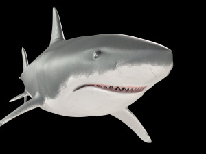 White shark 3D Model