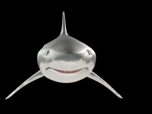 White shark 3D Model