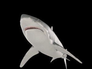 White shark 3D Model