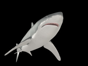 White shark 3D Model