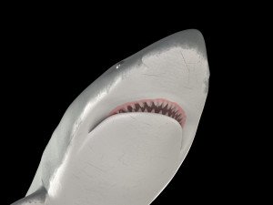 White shark 3D Model