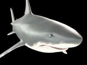 White shark 3D Model