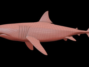 White shark 3D Model