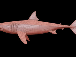 White shark 3D Model