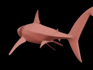 White shark 3D Model