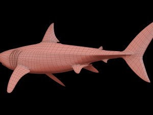 White shark 3D Model