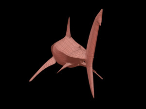 White shark 3D Model