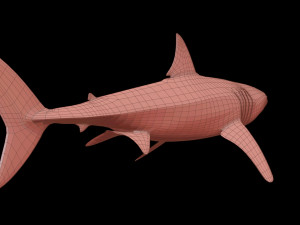 White shark 3D Model