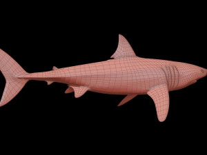 White shark 3D Model