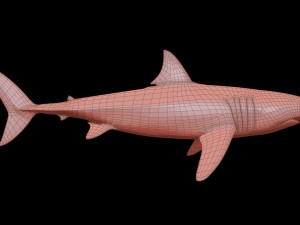 White shark 3D Model