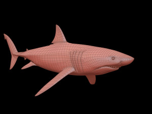 White shark 3D Model