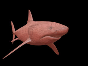 White shark 3D Model