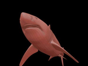White shark 3D Model