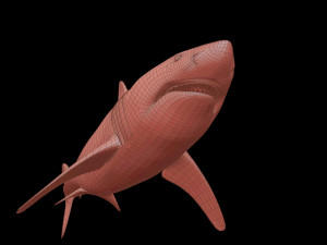 White shark 3D Model