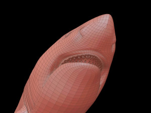 White shark 3D Model