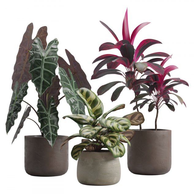 Indoor Plants Pack 14 3D Model .c4d .max .obj .3ds .fbx .stl .blend 