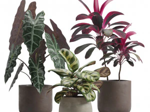 Комнатные растения, набор 14 3D Модель