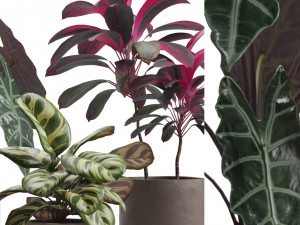 Indoor Plants Pack 14 3D Model