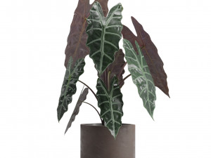 Indoor Plants Pack 14 3D Model