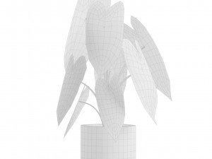 Indoor Plants Pack 14 3D Model