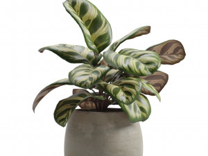 Indoor Plants Pack 14 3D Model