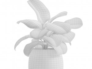Indoor Plants Pack 14 3D Model