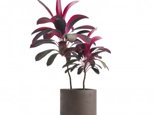 Indoor Plants Pack 14 3D Model