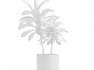 Indoor Plants Pack 14 3D Model