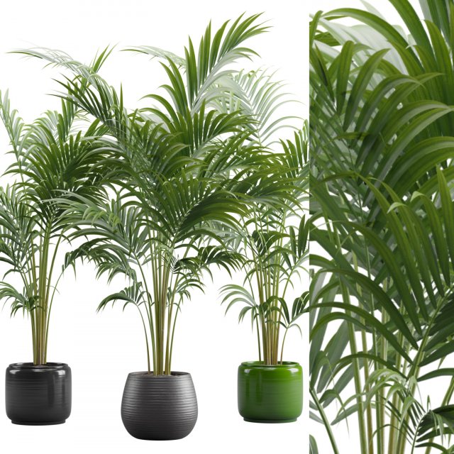 Areca Palms 3D 模型 .c4d .max .obj .3ds .fbx .stl .blend 