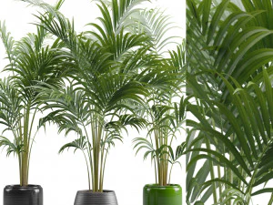 Areca Palmiyeleri 3D Model