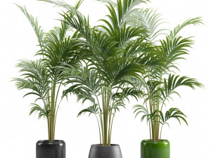 Areca Palms 3D 模型